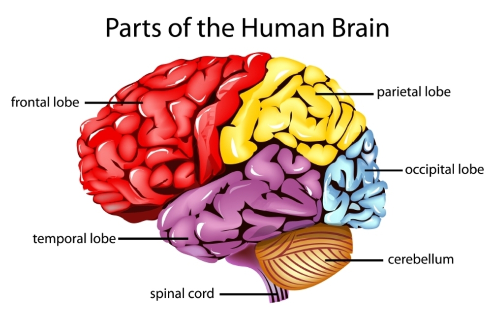 Brain Facts | The Brain Fitness and Training Center, LLC