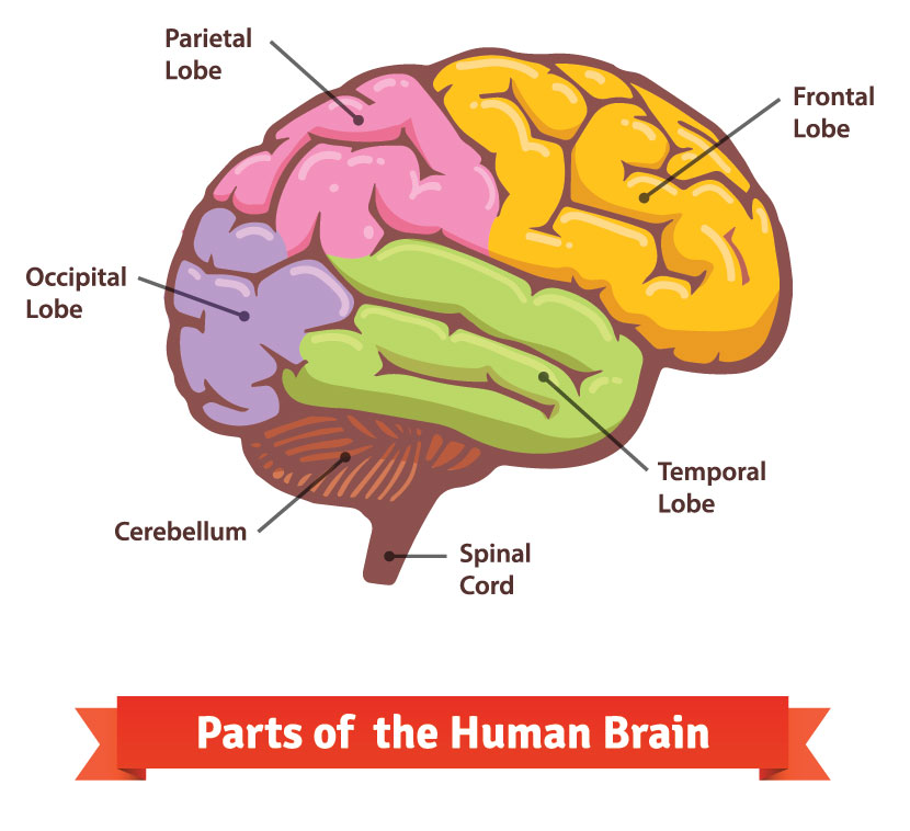 Diagram of the human brain